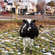 One of the newly liberated cows.